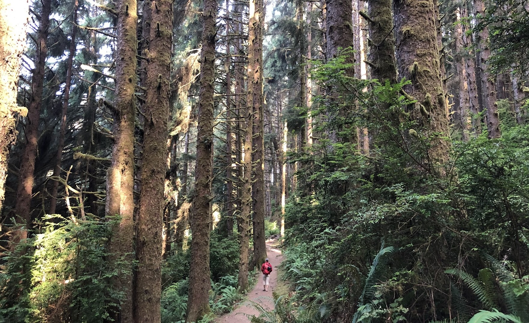 How to Explore Redwood National Park in Two Days - Tristao Travels
